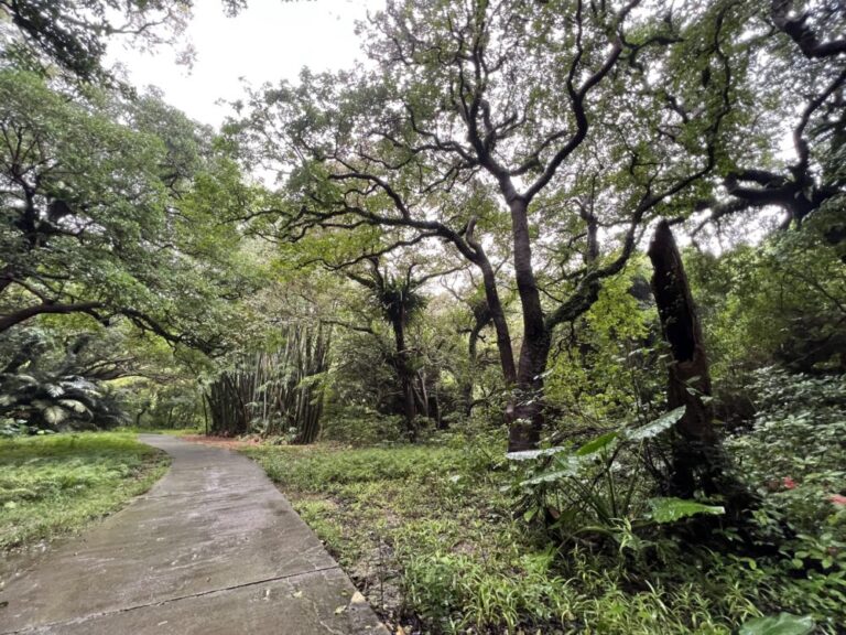 南城市|ガンガラーの谷に行ってきた!一度は行ってほしい神秘的なパワースポット! おきなわめぐり